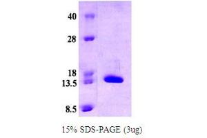 SDS-PAGE (SDS) image for Cellular Retinoic Acid Binding Protein 2 (CRABP2) (AA 1-138) protein (ABIN667717)