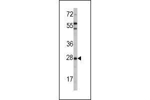 Western blot analysis of OPRS1 (arrow) using rabbit polyclonal OPRS1 Antibody (N-term) (ABIN389221 and ABIN2839374). (SIGMAR1 antibody  (N-Term))