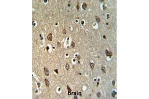UPK1B Antibody (Center) IHC analysis in formalin fixed and paraffin embedded brain tissue followed by peroxidase conjugation of the secondary antibody and DAB staining. (Uroplakin 1B antibody  (Middle Region))
