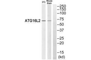Western blot analysis of extracts from 3T3 cells and mouse brain cells, using ATG16L2 antibody. (ATG16L2 antibody)