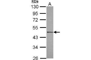 WB Image Sample (30 ug of whole cell lysate) A: A549 10% SDS PAGE antibody diluted at 1:500 (DAPK3 antibody  (N-Term))