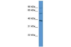 WB Suggested Anti-NETO1 Antibody Titration: 0. (NETO1 antibody  (C-Term))