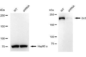 anti-GLI Family Zinc Finger 3 (GLI3) antibody