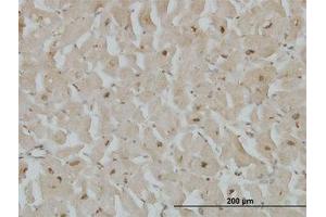 Image no. 4 for anti-Cytoglobin (CYGB) (AA 1-191) antibody (ABIN466266) (CYGB antibody  (AA 1-191))