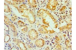 Immunohistochemistry of paraffin-embedded human kidney tissue using ABIN7156617 at dilution of 1:100 (IRF2 antibody  (AA 120-349))