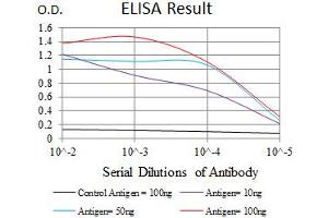 Image no. 5 for anti-Calcium/calmodulin-Dependent Protein Kinase IV (CAMK4) antibody (ABIN1491438) (CAMK4 antibody)