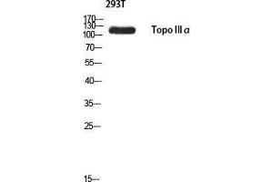 Western Blot (WB) analysis of 293T using Topo IIIalpha antibody. (TOP3A antibody)