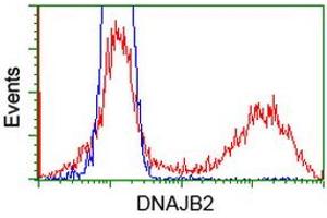 Image no. 4 for anti-DnaJ (Hsp40) Homolog, Subfamily B, Member 2 (DNAJB2) antibody (ABIN1497868) (DNAJB2 antibody)