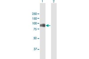 Western Blot analysis of HOOK1 expression in transfected 293T cell line by HOOK1 MaxPab polyclonal antibody. (HOOK1 antibody  (AA 1-728))