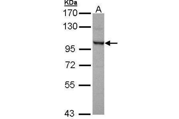 OFD1 antibody  (Center)