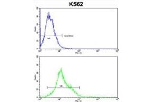 Flow Cytometry (FACS) image for anti-Heat Shock 105kDa/110kDa Protein 1 (HSPH1) antibody (ABIN3001677) (HSPH1 antibody)