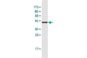 LDOC1 antibody  (AA 1-146)