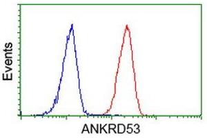 Image no. 3 for anti-Ankyrin Repeat Domain 53 (ANKRD53) (AA 1-300) antibody (ABIN1490721) (ANKRD53 antibody  (AA 1-300))