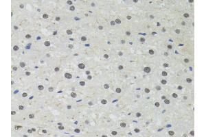 Immunohistochemistry of paraffin-embedded rat liver using PPP4C antibody. (PPP4C antibody)