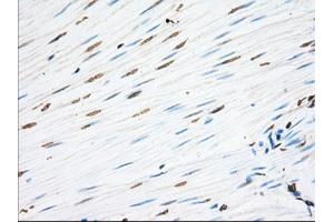 Immunohistochemical staining of paraffin-embedded Human Kidney tissue using anti-EIF2S1 mouse monoclonal antibody. (EIF2S1 antibody)