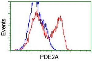 Flow Cytometry (FACS) image for anti-phosphodiesterase 2A, CGMP-Stimulated (PDE2A) antibody (ABIN1500082) (PDE2A antibody)