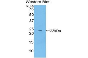 Western blot analysis of the recombinant protein. (IFNB1 antibody  (AA 22-180))