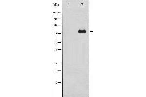 Western Blotting (WB) image for anti-Protein Kinase C, delta (PKCd) antibody (ABIN1844796) (PKC delta antibody)