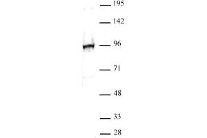 NFE2L2 antibody (pAb) tested by Western blot. (NRF2 antibody)