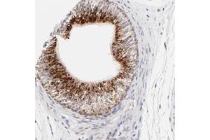 Immunohistochemical staining of human epididymis with PDE4B polyclonal antibody  shows strong cytoplasmic positivity with granular pattern in glandular cells at 1:50-1:200 dilution. (PDE4B antibody)