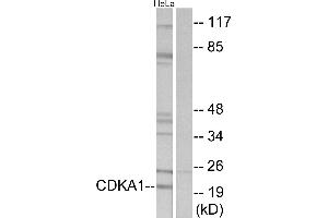 Western blot analysis of extracts from HeLa cells, using CDKA1antibody. (CDK2AP1 antibody  (Internal Region))