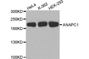 Western Blotting (WB) image for anti-Anaphase Promoting Complex Subunit 1 (ANAPC1) antibody (ABIN1870966) (APC1 antibody)