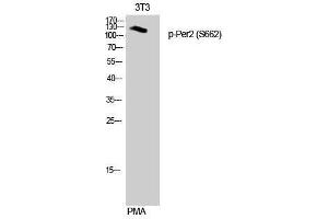 Western Blotting (WB) image for anti-Period Circadian Protein 2 (PER2) (pSer662) antibody (ABIN3182645) (PER2 antibody  (pSer662))