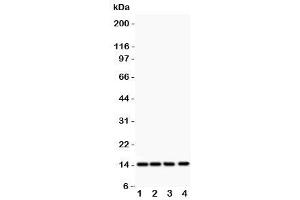 Western blot testing of PDGF-B antibody and Lane 1:  rat heart (PDGFB antibody  (AA 82-190))