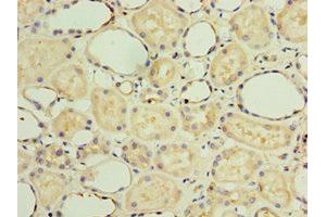 Immunohistochemistry of paraffin-embedded human kidney tissue using ABIN7154311 at dilution of 1:100 (GS28 antibody  (AA 1-115))