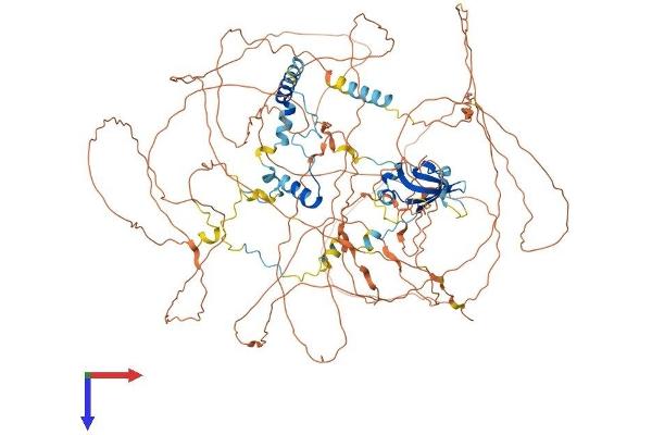 Ataxin 2-Like Protein (ATXN2L) (AA 1-1075) (His tag)