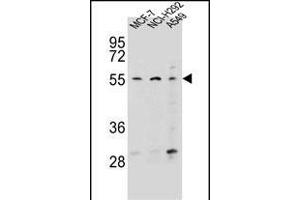 ZN Antibody (N-term) (ABIN656458 and ABIN2845742) western blot analysis in MCF-7,NCI-,A549 cell line lysates (35 μg/lane). (Zinc Finger Protein 117 antibody  (N-Term))
