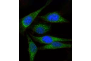 Immunofluorescent analysis of 4 % paraformaldehyde-fixed, 0. (MYL1 antibody  (AA 101-135))