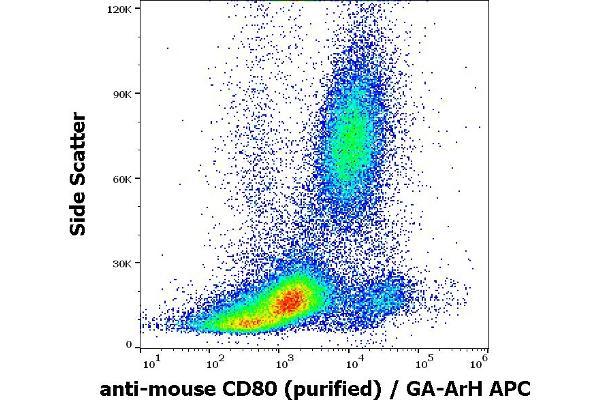 CD80 antibody