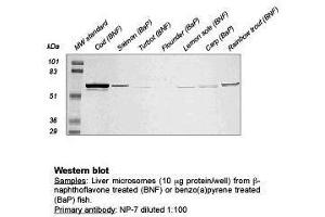 Western Blot (CYP1A antibody)