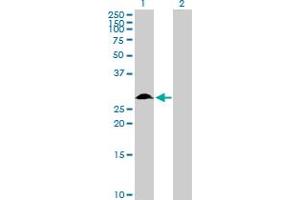 Western Blot analysis of TFPI2 expression in transfected 293T cell line by TFPI2 MaxPab polyclonal antibody.