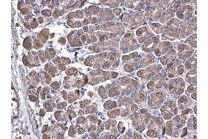 IHC-P Image SUCLA2 antibody [N2C3] detects SUCLA2 protein at cytoplasm on mouse stomach by immunohistochemical analysis.