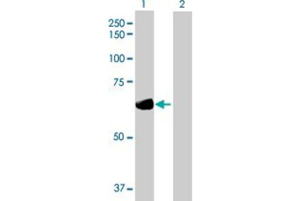 Dystrobrevin beta antibody  (AA 1-609)