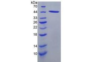 SDS-PAGE analysis of Rat SLC Protein. (CCL21 Protein)