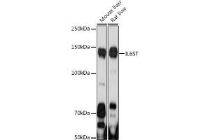 Western blot analysis of extracts of various cell lines, using IL6ST antibody (ABIN7268003) at 1:1000 dilution. (CD130/gp130 antibody  (AA 678-857))