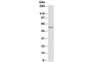 Western blot testing of HEK293 lysate with TPH2 antibody at 0. (Tryptophan Hydroxylase 2 antibody)