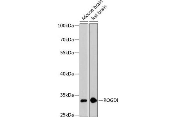 ROGDI antibody  (AA 1-140)