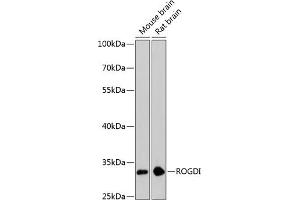 Western blot analysis of extracts of various cell lines, using ROGDI antibody (ABIN6133425, ABIN6147070, ABIN6147071 and ABIN6224945) at 1:3000 dilution. (ROGDI antibody  (AA 1-140))