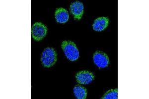 Immunofluorescence (IF) image for anti-Serpin Family C Member 1 (SERPINC1) antibody (ABIN3002768) (SERPINC1 antibody)