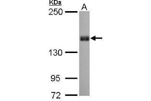 WB Image Liprin alpha 1 antibody [N1N2], N-term detects PPFIA1 protein by Western blot analysis.