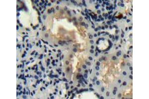IHC-P analysis of Kidney tissue, with DAB staining. (WNT16 antibody  (AA 30-365))