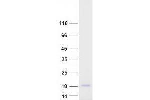 Validation with Western Blot (NDUFS6 Protein (Myc-DYKDDDDK Tag))