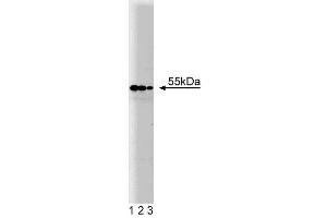 Western blot analysis of PDI on HCT-8 cell lysate. (P4HB antibody  (AA 109-214))