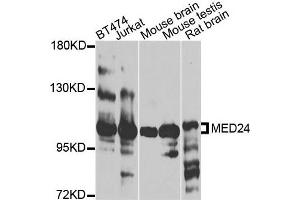 Western blot analysis of extracts of various cells, using MED24 antibody. (MED24 antibody)