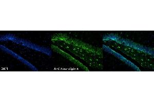 Immunohistochemistry analysis using Mouse Anti-Neuroligin 4 Monoclonal Antibody, Clone S98-7 . (Neuroligin 4 antibody  (AA 782-945) (APC))