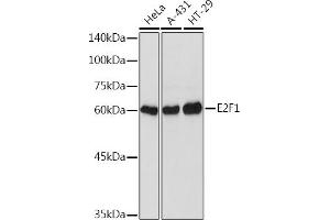 Western blot analysis of extracts of various cell lines, using E2F1 Rabbit pAb (ABIN3022839, ABIN3022840, ABIN3022841, ABIN1512843 and ABIN6219253) at 1:1000 dilution. (E2F1 antibody)